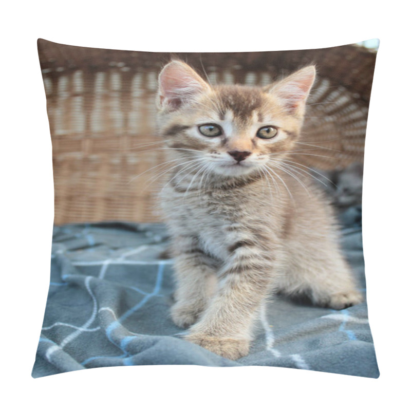 Personality  Touching Little Grey Kitten, British Cat Feline Young Pillow Covers