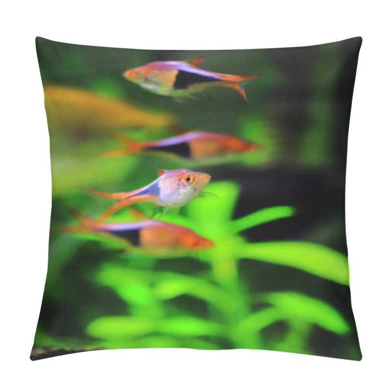 Personality  Harlequin Rasbora Freshwater Fish - (Trigonostigma Heteromorpha) Pillow Covers