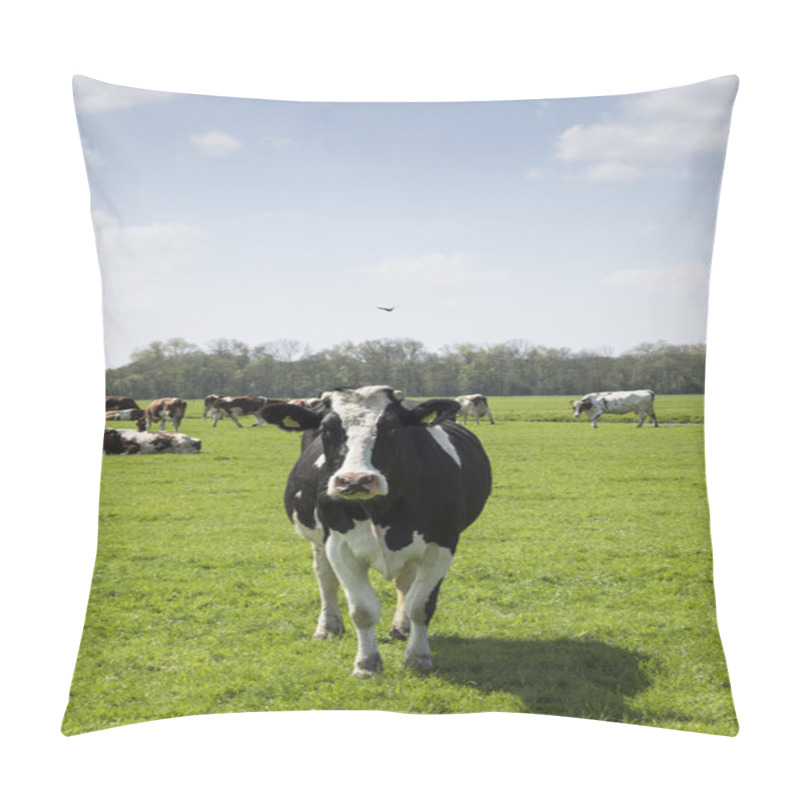 Personality  Cow Lokking At Camera Pillow Covers