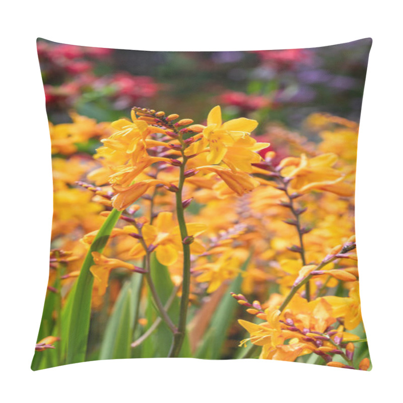 Personality  Close Up Of Columbus Montbretia (crocosmia X Crocosmiiflora) Flowers In Bloom Pillow Covers