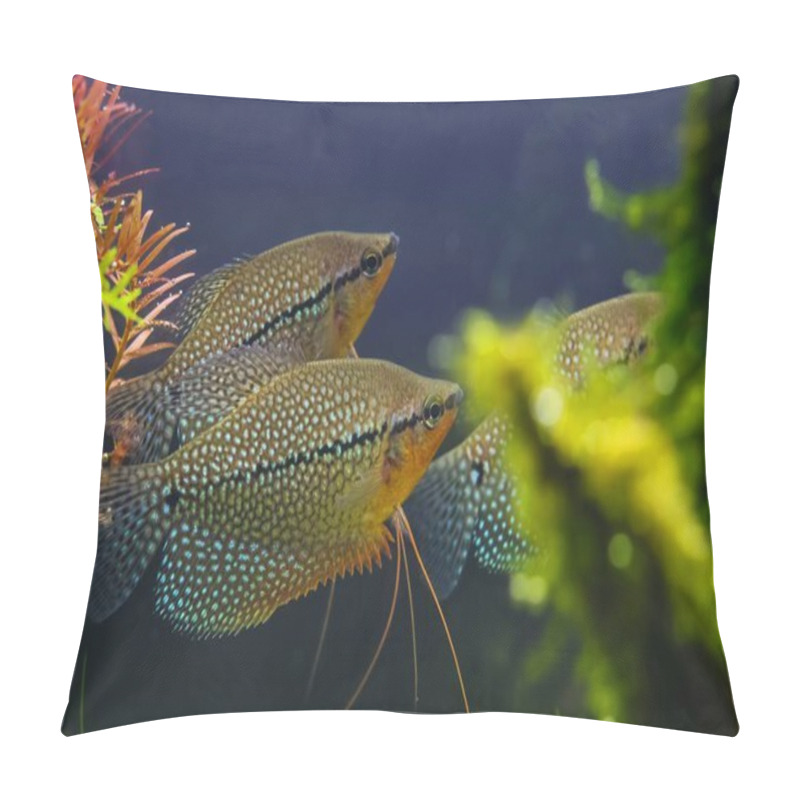 Personality  Trichopodus Leerii Peaceful Adult In Amano Style Planted Aquadesign, Enduring Aqua Trade Labyrinth Fish For Beginner, Shallow Dof Bokeh, Aquatic Plant Vegetation, Underwater Hobby Lifestyle Petshop Pillow Covers