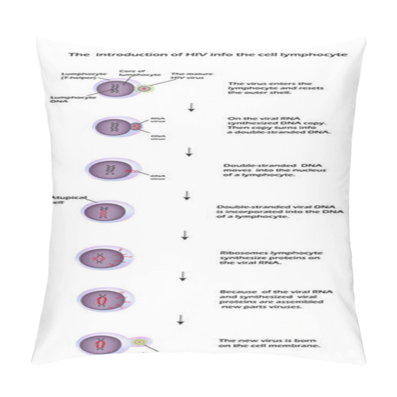 Personality  The Life Cycle Of HIV. Infographics. World AIDS Day. Vector Illustration Pillow Covers