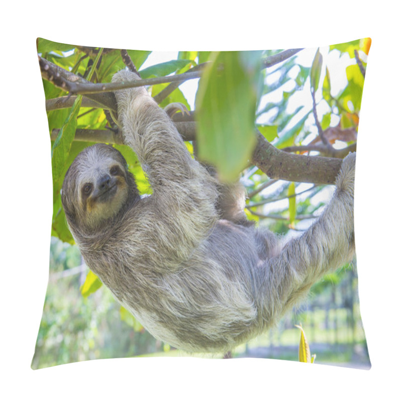 Personality  Sloth In Costa Rica Pillow Covers