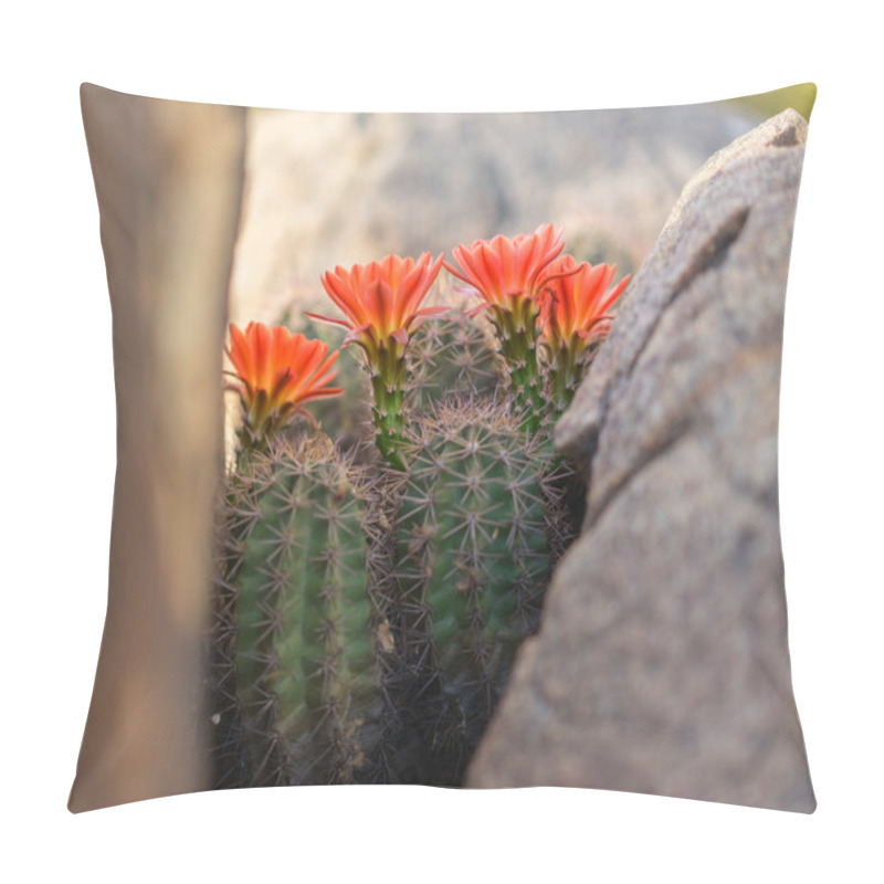 Personality  Wild Desert Spring Cactus Flower Blossoming Pillow Covers