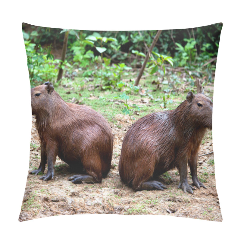 Personality  Closeup Portrait Of Two Capybara (Hydrochoerus Hydrochaeris) Sitting Back-to-back Along The Riverbank In The Pampas Del Yacuma, Bolivia. Pillow Covers