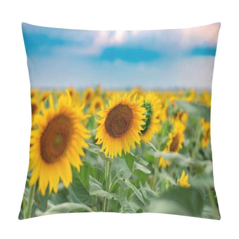 Personality  Sunflower Field. Blooming Sunflowers Against The Sky With Clouds Pillow Covers