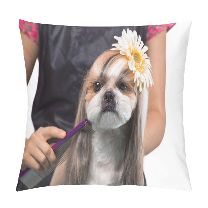 Personality  Beautiful Shih-tzu Dog At The Groomer's Hands With Comb. Pillow Covers