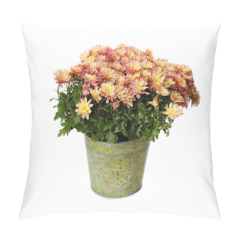 Personality  Beautiful Chrysanthemum Flowers In Pot On White Background Pillow Covers