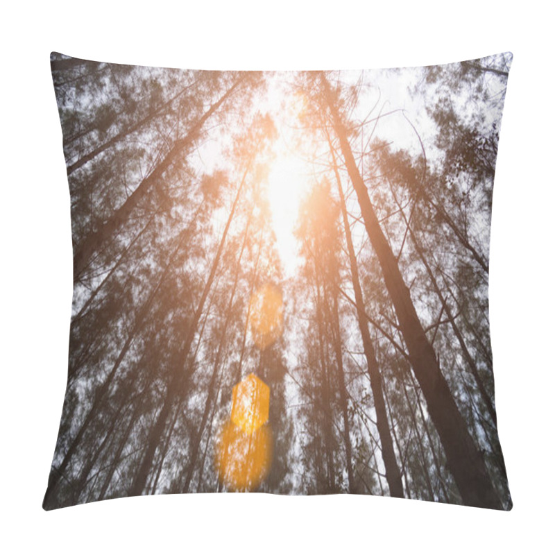 Personality  Pine Woods With Sun Light Flare. Green Forest. Under View Angle. Landscape And Nature Concept. Environment And Attraction Theme. Pillow Covers