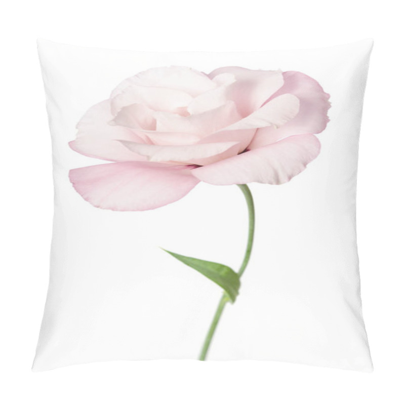 Personality  Beautiful Eustoma Flower Isolated On White Background Pillow Covers