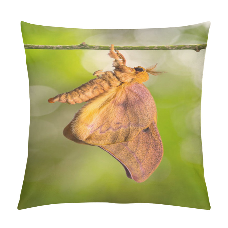 Personality  New Born Cricula Silkmoth (Cricula Trifenestrata) Pillow Covers