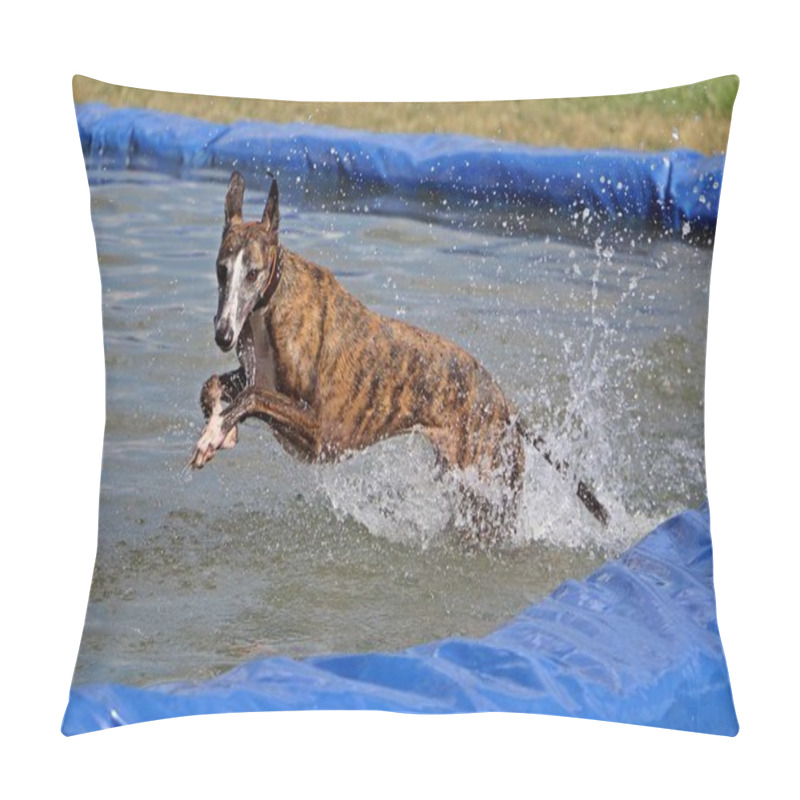 Personality  Brindle Galgo Is Jumping In The Pool Pillow Covers