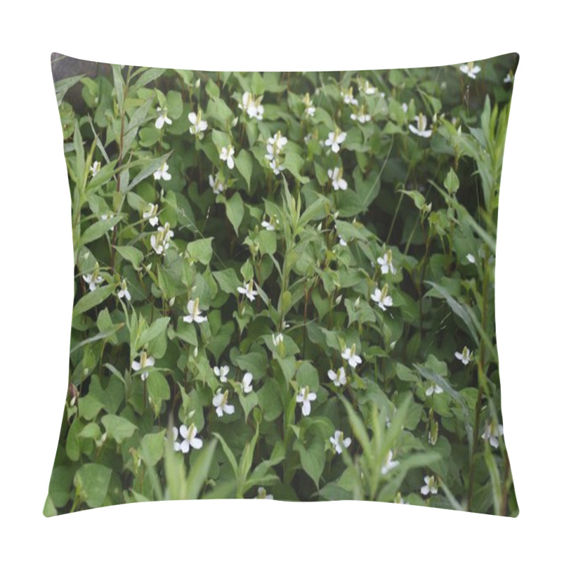 Personality  Houttuynia Flowers. Saururaceae Perennial Herb. Pillow Covers