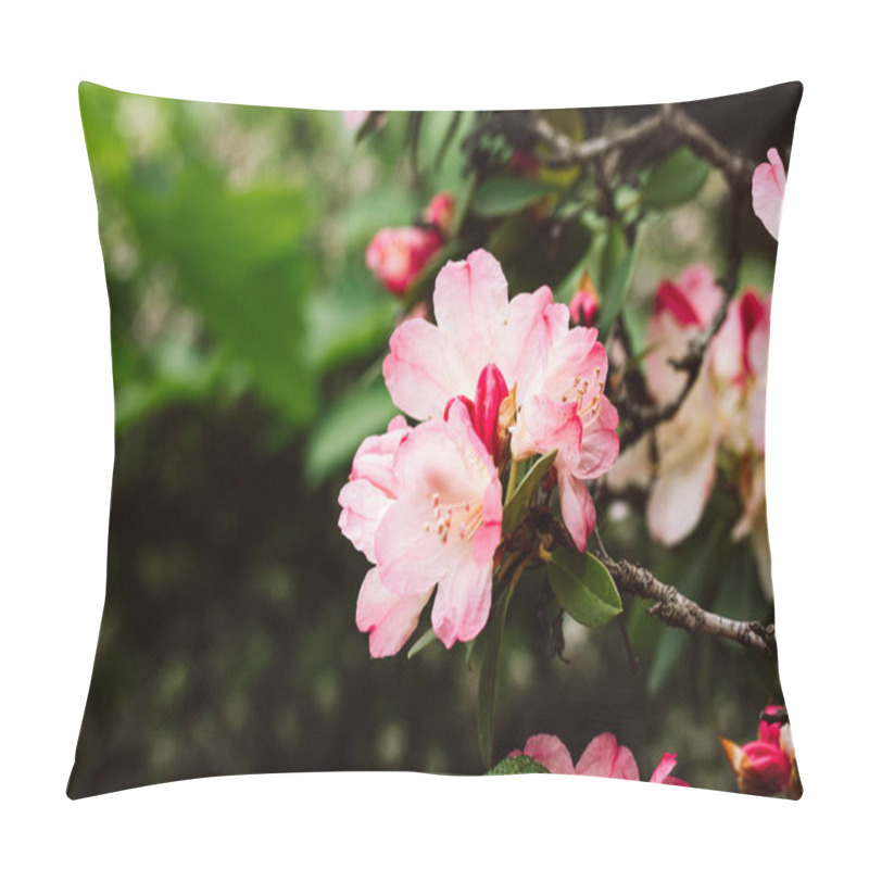 Personality  Blooming Shrub Rhododendron Percy Wiseman. Miniature Pink Petal Flowers Of Japanese Azalea On Branch Against Green Natural Background Yakushimanum Plant In Full Bloom In Spring Garden Flowers Festival Pillow Covers