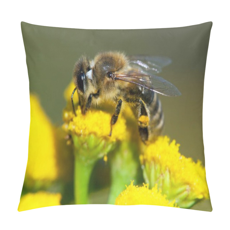 Personality  Detail Of Bee Or Honeybee In Latin Apis Mellifera, European Or Western Honey Bee Pollinated Of The Yellow Flower Pillow Covers