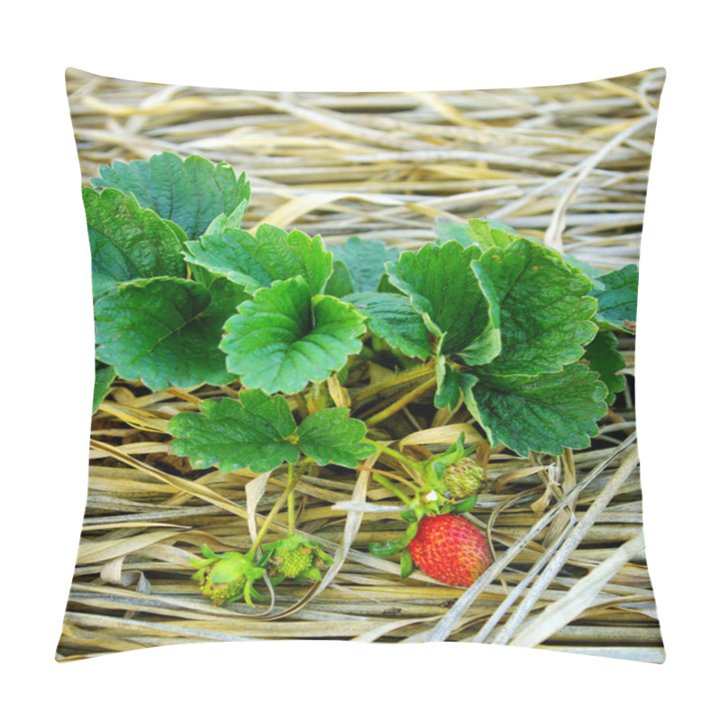 Personality  Strawberry Plants In The Farm Pillow Covers