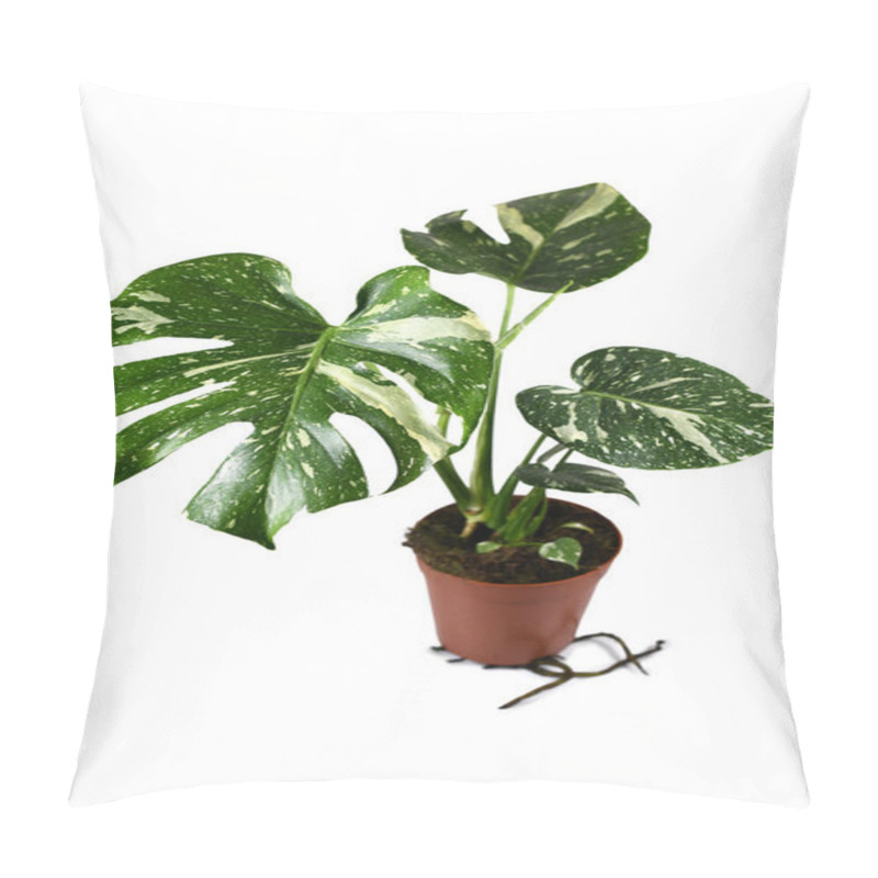 Personality  Exotic White Sprinkled Rare Variegated Tropical 'Monstera Deliciosa Thai Constellation' House Plant Isolated On White Background Pillow Covers