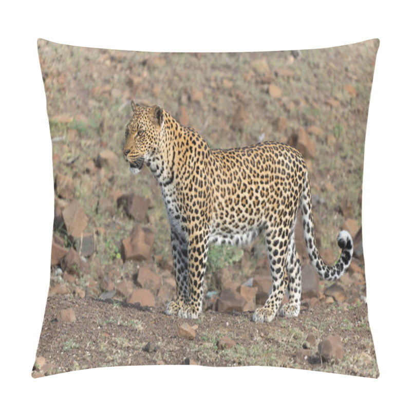 Personality  Leopard (Panthera Pardus) Hunting. This Leopard Was Hunting  In Mashatu Game Reserve In The Tuli Block In Botswana   Pillow Covers