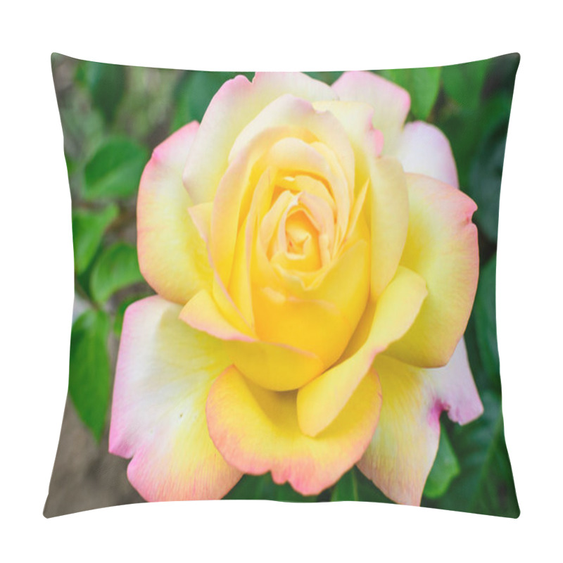 Personality  Large Green Bush With One Fresh Vivid Yellow Rose In Full Bloom And Green Leaves In A Garden In A Sunny Summer Day, Beautiful Outdoor Floral Background Photographed With Soft Focus Pillow Covers