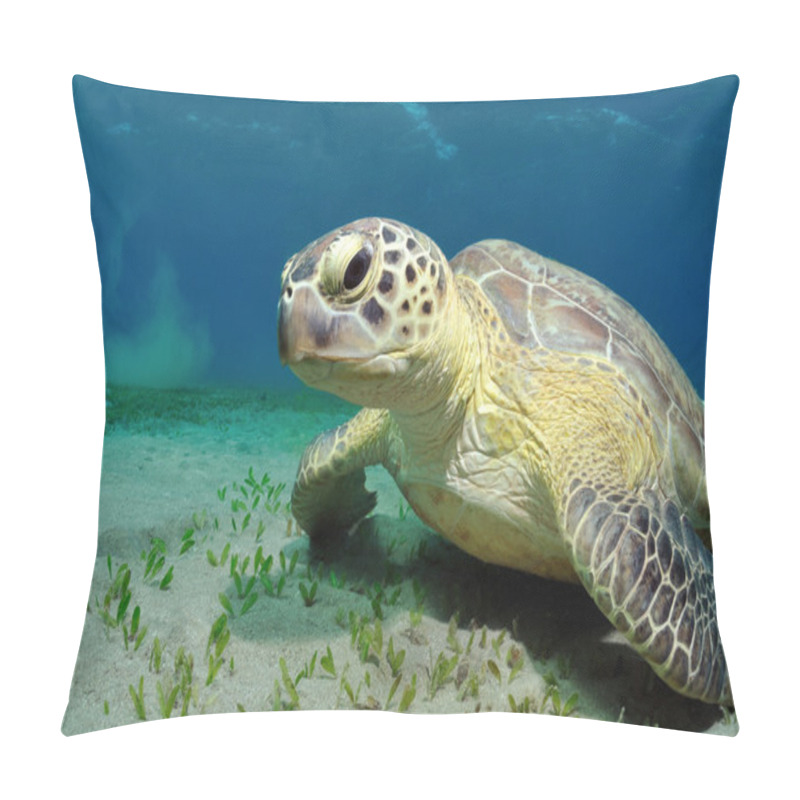 Personality  Sea Turtle Pillow Covers