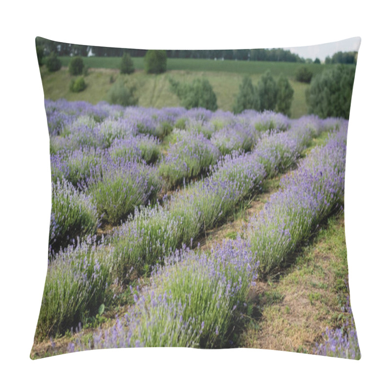 Personality  Lavender Bushes Blooming In Meadow In Summer Pillow Covers