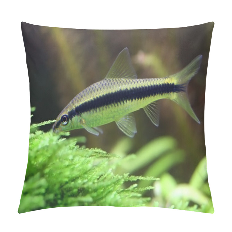 Personality  Siamese Algae Eater Pillow Covers