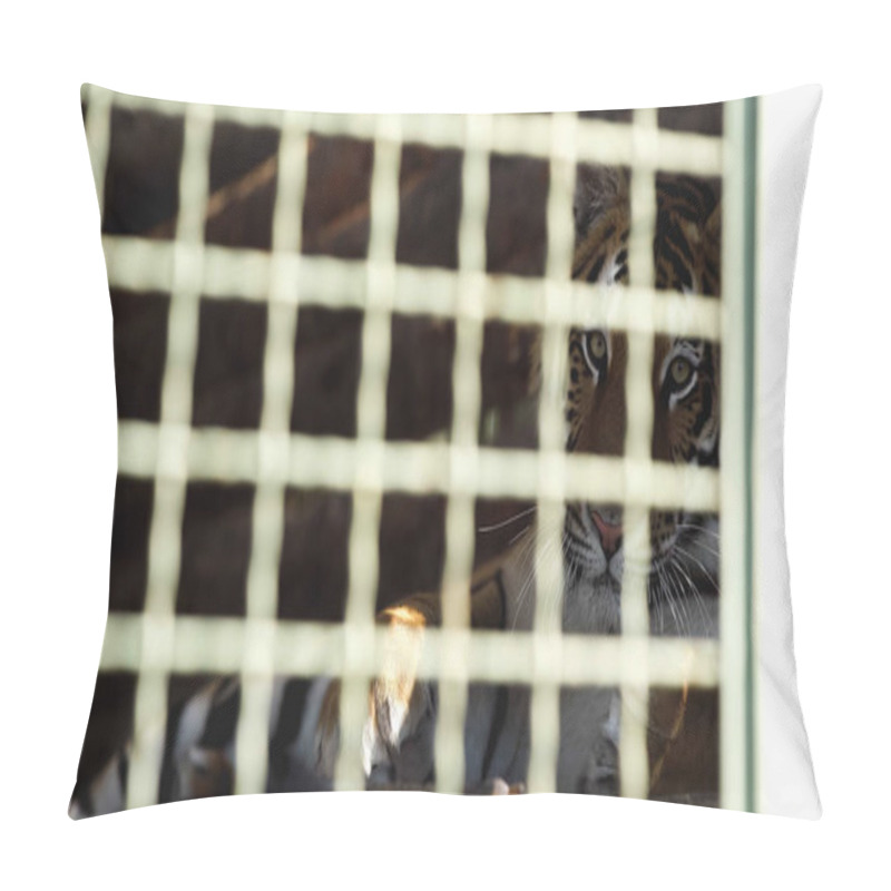 Personality  Dangerous Tiger Looking At Camera Through Cage With Blurred Foreground In Zoo Pillow Covers