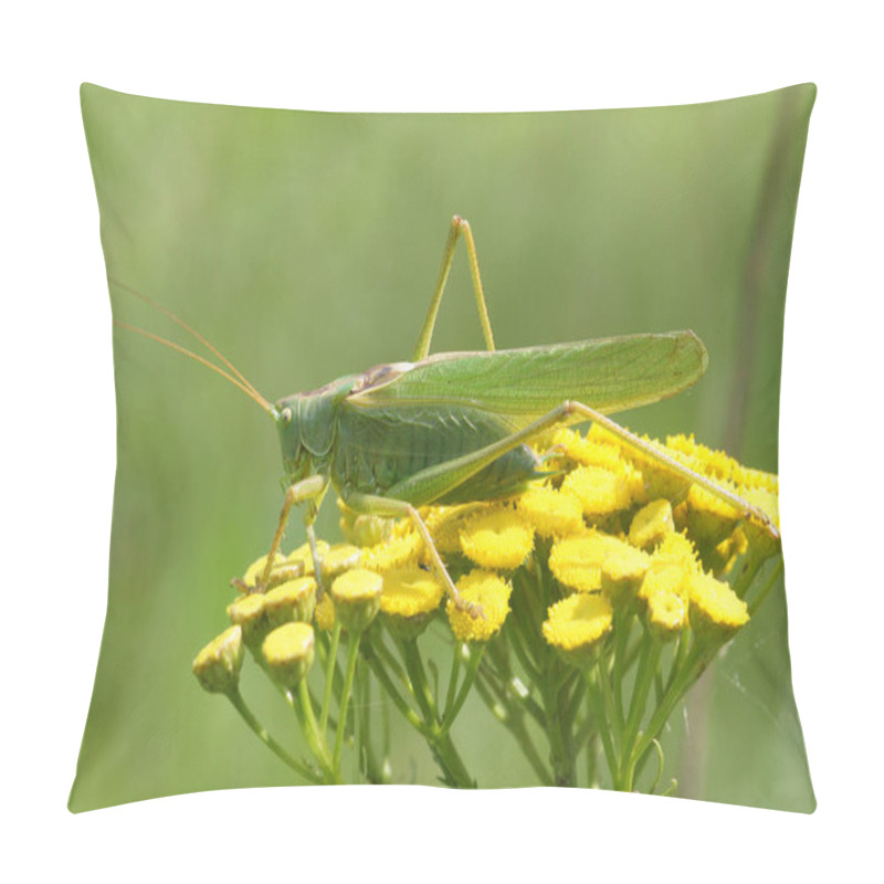 Personality  Detailed Closeup On The European Great Green Bush-cricket, Tettigonia Viridissima On Yellow Tansy Flower Pillow Covers