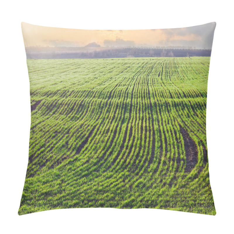 Personality  Field Of Winter Wheat In The Morning At Early Spring  Pillow Covers