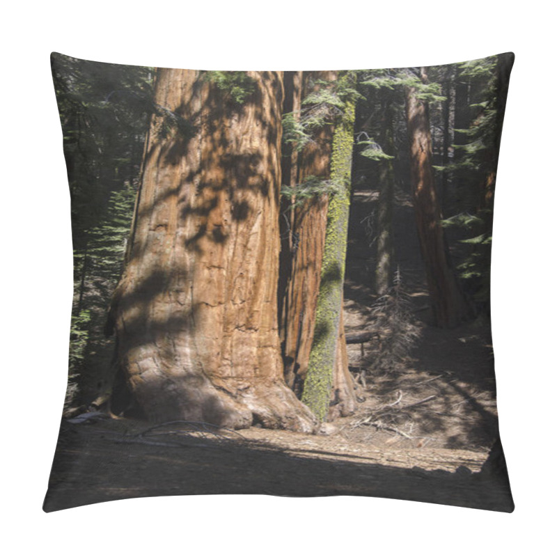 Personality  Sequoia Trees, Huge Tree, Nature Flora  Pillow Covers