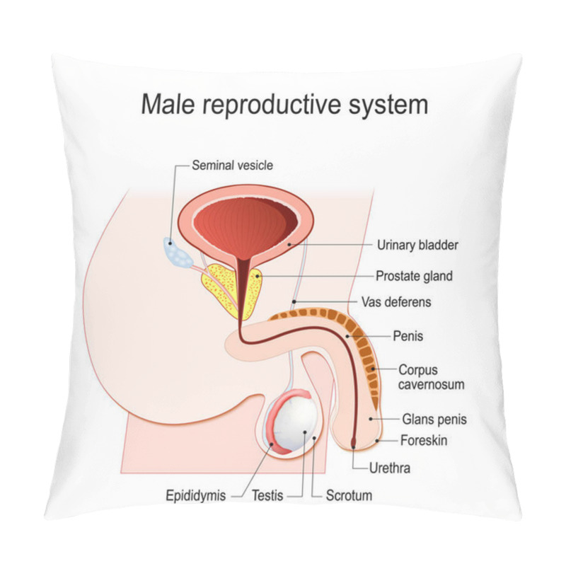 Personality  Male Reproductive System (Seminal Vesicle, Vas Deferens, Prostate Gland, Testicles And Epididymis). Vector Diagram For Educational, Medical, Biological And Science Use. Pillow Covers