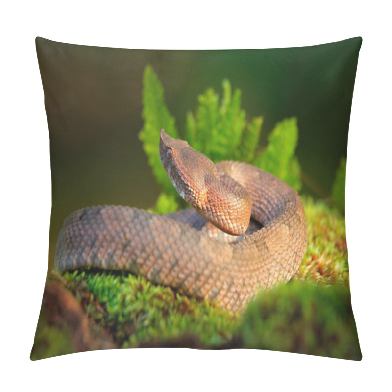 Personality  Porthidium Nasutum, Rainforest Hognosed Pitviper, Brown Danger Poison Snake In The Forest Vegetation. Forest Reptile In Habitat, On The Ground In Leaves, Costa Rica. Widllife In Central America.  Pillow Covers