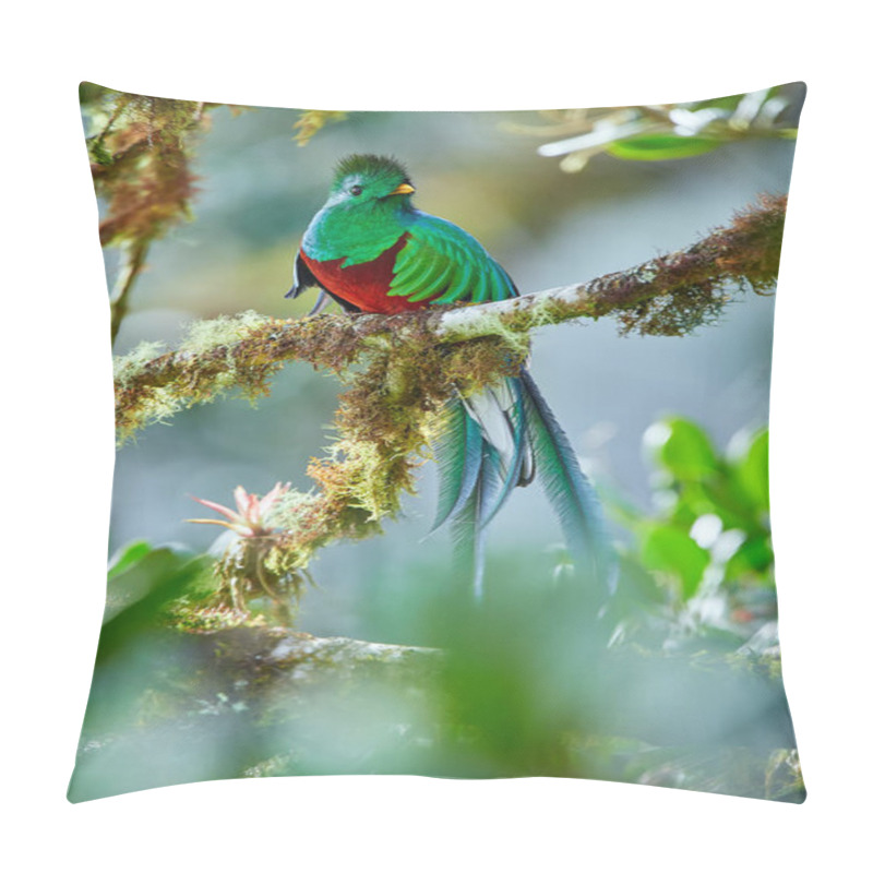 Personality  The Most Beautiful Bird Of Central America. Resplendent Quetzal (Pharomachrus Mocinno) Sitting Ma Branches Covered With Moss. Beautiful Green Quetzal With Red Belly. Pillow Covers