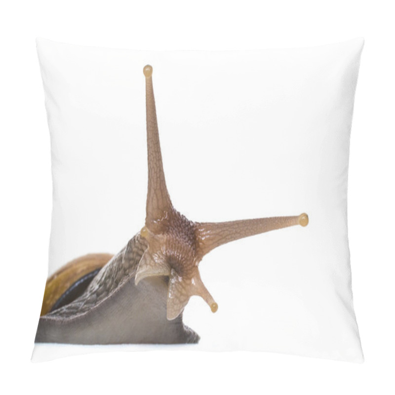 Personality  Curious Tree Snail Peeps Out From Behind Cover On A White Background Pillow Covers