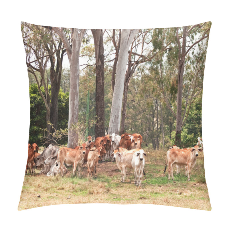 Personality  Australian Cattle Country Herd Of Cows Pillow Covers