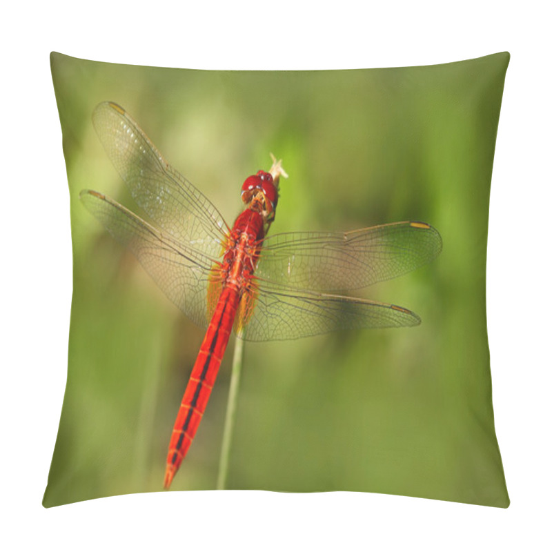 Personality  Oriental Scarlet Dragonfly Pillow Covers