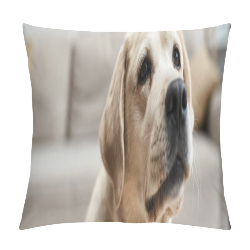 Personality  Banner Of Domestic Animal, Cute Labrador Looking Away In Living Room Inside Of Modern Apartment Pillow Covers