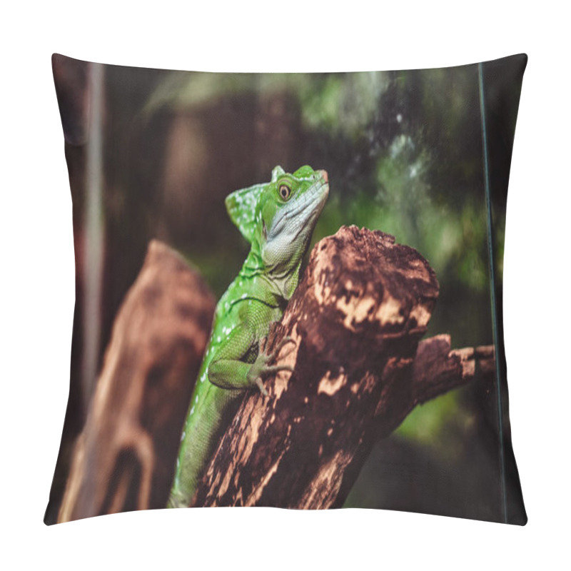 Personality  Chameleon Crawling On A Branch In The Terrarium Pillow Covers