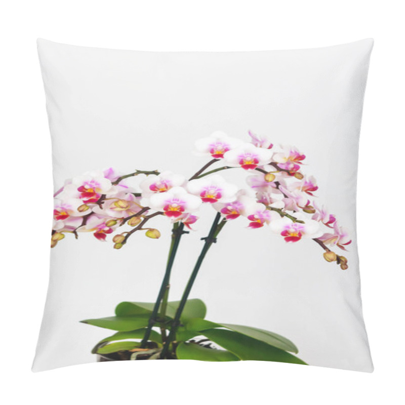 Personality  Phalaenopsis Orchid Flower, Butterfly Orchid, It Is Also Called Alevilla Orchid And Mouth Orchid Pillow Covers