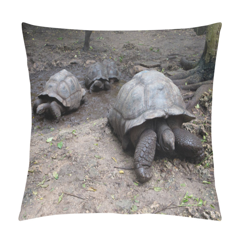 Personality  Endangered Giant Seychelles Turtle Aldabrachelys Gigantea Pillow Covers