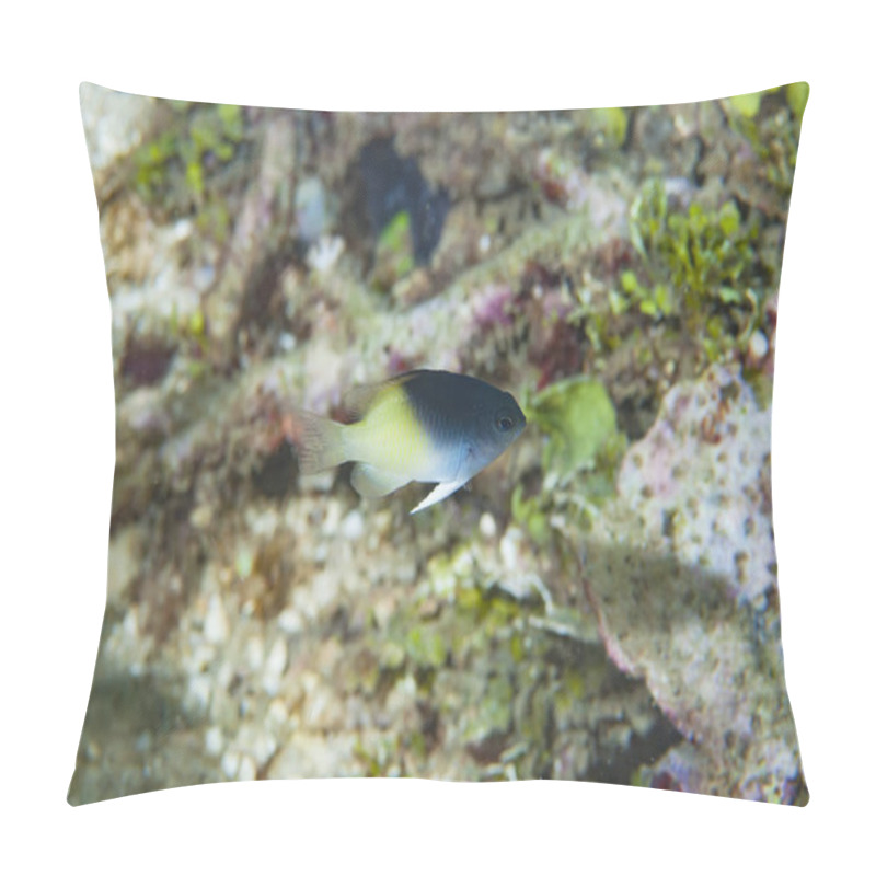 Personality  Blue-Head Damsel Chysiptera Rollandi Pillow Covers