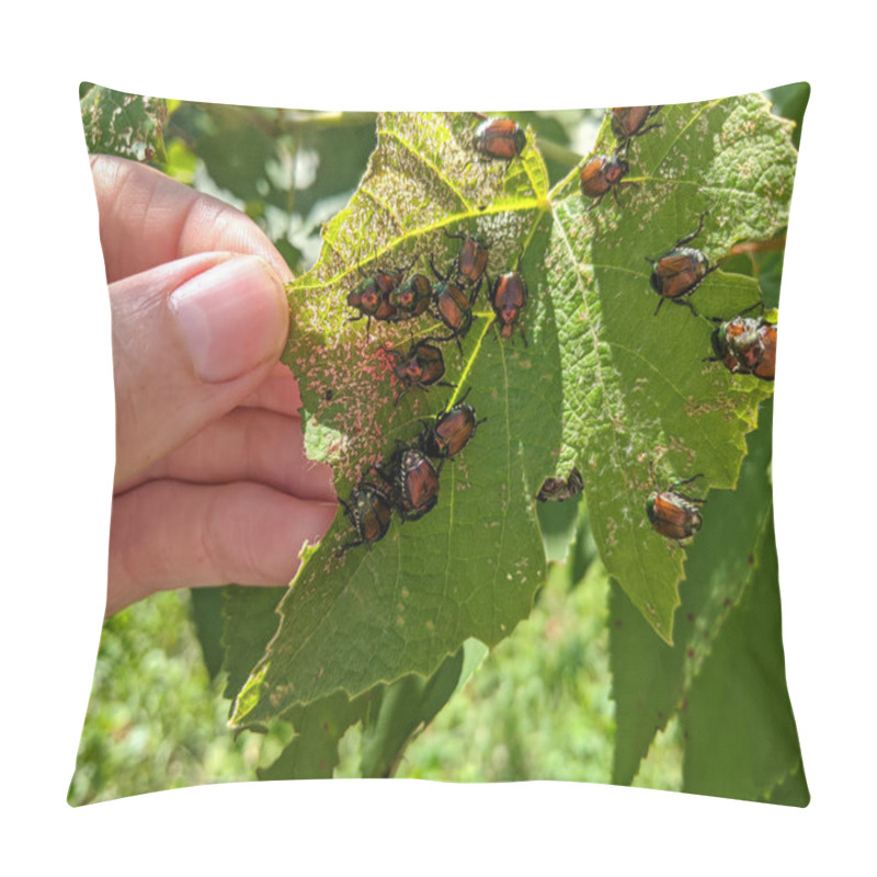 Personality  A Large Group Of Japanese Beetles (popillia Japonica) Eat A Grape Leaf. Pillow Covers