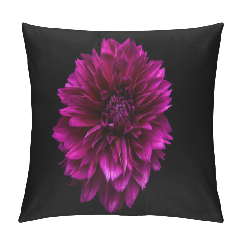 Personality  Studio Portrait Of A Beautiful Single Thomas Edisson Dahlia Bloom, Isolated Over Black Background. Isolated Dahlia Flower. Pillow Covers