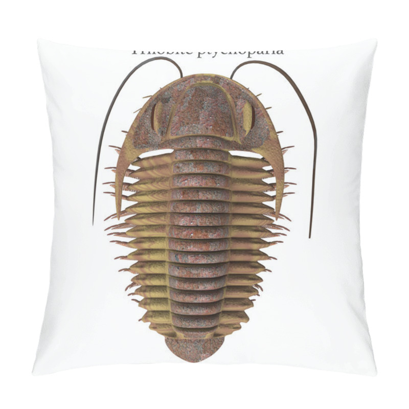 Personality  Trilobite Ptychoparia And Font Pillow Covers