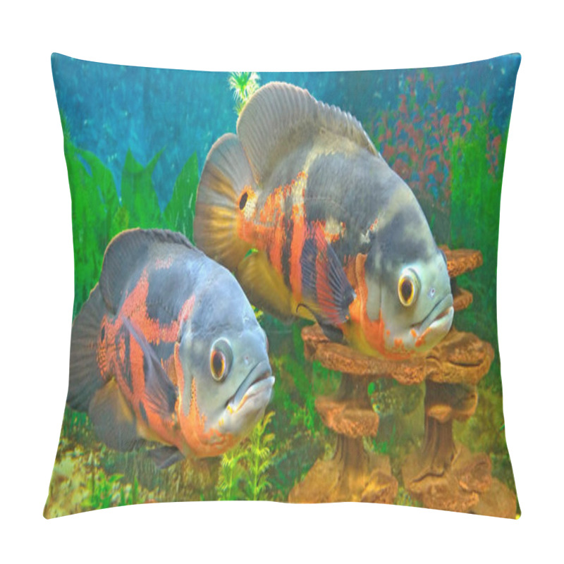 Personality  Beautiful Orange And Gray Fish In The Aquarium. Fish In The Aqua Pillow Covers