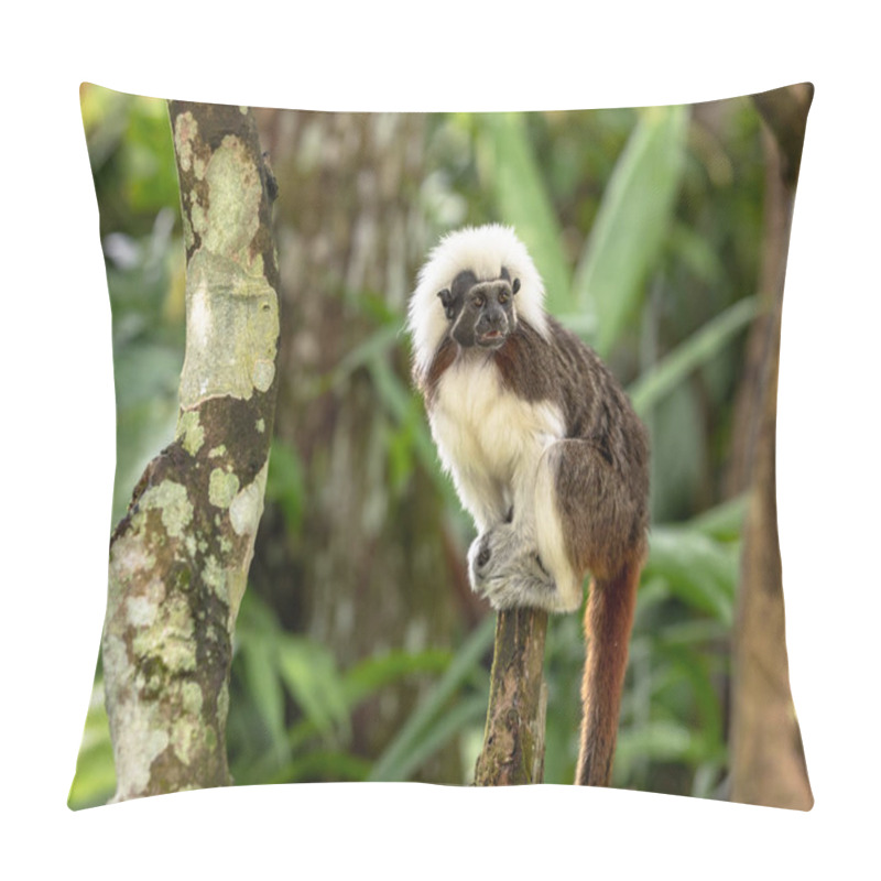 Personality  Cotton Top Tamarin Monkey - Saguinus Oedipus - Sitting On Top Of A Tree Branch Pillow Covers