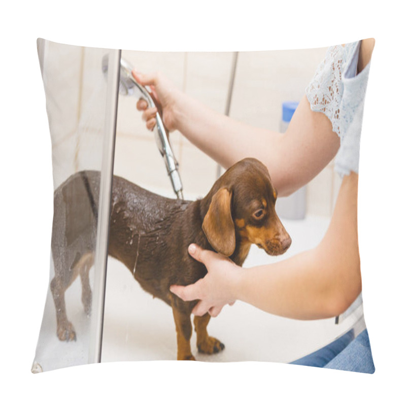 Personality  Woman Taking Care Of Her Little Dog. Female Washing, Cleaning Dachshund Under The Shower. Animals Hygiene Concept. Pillow Covers