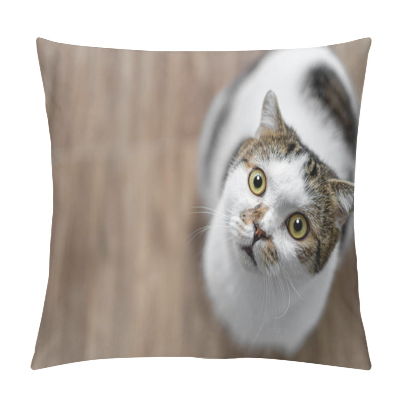 Personality  Portrait Of Cute Scottish Fold Cat Sitting On The Wooden Chair, Green And Yellow Eyes Mammal, Animal Pets Concept Pillow Covers