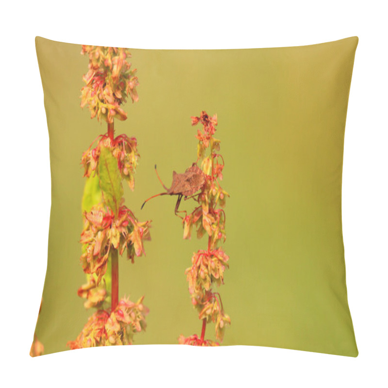 Personality  Bug, Bedbug Brown On The Delicate Flower In Summer Pillow Covers