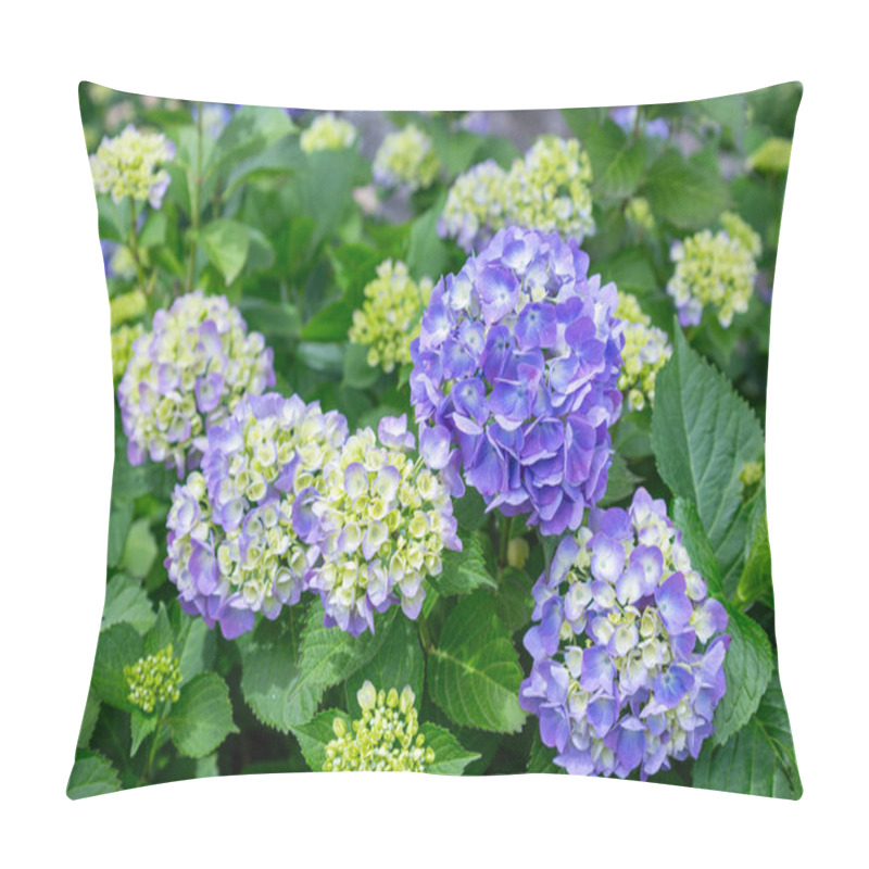 Personality  Blue Hydrangea Flowers Blooming In Early Summer. Pillow Covers